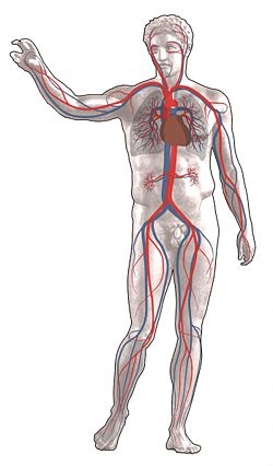 Sistema circolatorio - Circolazione polmonare, Circolazione sistemica, Struttura e funzione, Formazione del sangue